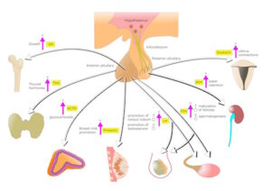 ipotalamo, ipofisi e loro produzione di ormoni